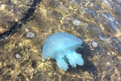 Australia: Sứa xanh xuất hiện dày đặc tại vùng biển Queensland