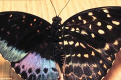 Phát hiện cá thể bướm nửa đực nửa cái cực hiếm ở Mỹ