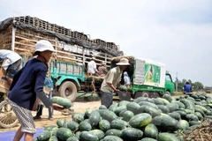 Không có chuyện Tỉnh đoàn Quảng Ngãi ăn chặn tiền bán dưa hấu