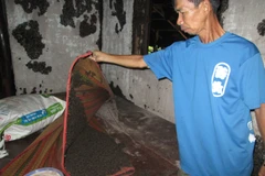 Bọ đậu đen bám dày đặc ở khắp mọi nơi trong nhà các hộ dân trên địa bàn xã Minh Long. (Ảnh: Đậu Tất Thành/TTXVN)