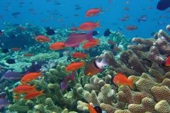 Ảnh minh họa. (Nguồn: pbs.org)