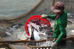 Thu hoạch cá tra ở An Giang. (Ảnh: Công Mạo/TTXVN)