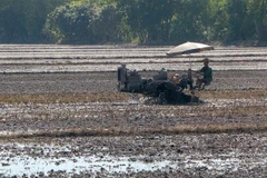 Nông dân huyện Châu Thành A làm đất, vệ sinh đồng ruộng xuống giống lúa. (Ảnh: Duy Khương/TTXVN)