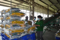 Sản xuất gạo tại Công ty Cổ phần Tập đoàn Tân Long - Chi nhánh Đồng Tháp (xã Định An, huyện Lấp Vò, Đồng Tháp). (Ảnh: Nhựt An/TTXVN)
