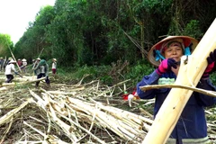 Khai thác gỗ rừng trồng ở xã Sơn Long, huyện Sơn Hòa, Phú Yên. (Ảnh: Thế Lập/TTXVN) 