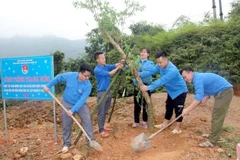 Bí thư Đoàn xã Xuân Lập Lò Tiến Hướng (ngoài cùng bên trái) cùng đoàn viên tham gia hưởng ứng phong trào Tết trồng cây. (Ảnh: TTXVN phát)