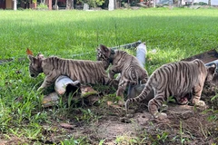 Đồng Nai: 7 hổ con ra đời tại Khu du lịch Sinh thái Vườn Xoài