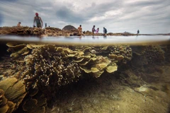 Trong khoảng thời gian thủy triều rút, rặng san hô lộ trên mặt nước với nhiều màu sắc và hình thù lạ mắt, tạo nên con đường san hô nối dài cách bờ khoảng 150m và đi thẳng tới Hòn Yến, thu hút rất đông du khách tò mò khám phá.(Ảnh: Trọng Đạt/TTXVN)