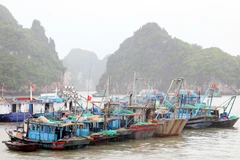 (Ảnh minh họa: Văn Đức/TTXVN)