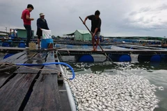 Cá nuôi lồng bè của các hộ dân trên sông Chà chết hàng loạt. (Ảnh: Hoàng Nhị/TTXVN)