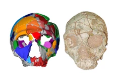 (Nguồn: nytimes.com)