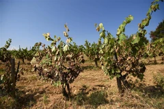 Một vườn nho bị khô héo do thời tiết nắng nóng kéo dài tại Montpellier, miền nam nước Pháp. (Ảnh: AFP/TTXVN)