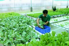 Hợp tác xã Nông sản hữu cơ Kiên Giang, phường An Bình, thành phố Rạch Giá. (Ảnh: Vũ Sinh/TTXVN)