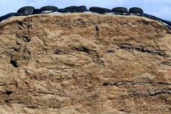 (Nguồn: newsy-today.com)