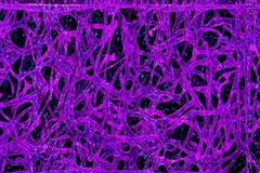 Ảnh minh họa. (Nguồn: Technology Networks)