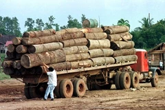 Myanmar phóng thích tù nhân Trung Quốc bị bắt vì khai thác gỗ