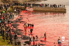 Kinh hãi cảnh thảm sát cá voi ở Faroe, máu nhuộm đỏ bãi biển