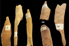 Người tiền sử đã biết dùng gia vị và ớt để ăn với... thịt người!