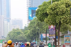 [Mega Story] Nỗi niềm Hoa Sữa: Tại ông nhạc sĩ hay tâm lý dập khuôn