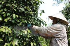 Ảnh chỉ mang tính minh họa. (Nguồn: TTXVN)