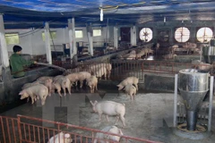 Ảnh chỉ mang tính minh họa. (Nguồn: TTXVN)