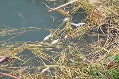 Một vụ cá chết bất thường đã xảy ra tại 2 ao cá của người dân tại xóm Quà, xã Yên Lập, huyện Cao Phong, tỉnh Hòa Bình. (Ảnh: Võ Phương/Vietnam+)