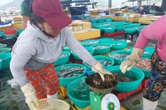 Giá tôm hùm đã tăng trở lại tại Khánh Hòa. (Ảnh: Nguyễn Dũng/TTXVN)