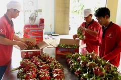 Sơ chế, đóng gói trái thanh long. (Ảnh: Vũ Sinh/TTXVN)