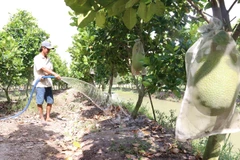 Vườn mít Thái của gia đình Anh Nguyễn Thanh Xuân ở xã Tân Mỹ (Thanh Bình, Đồng Tháp). (Ảnh: Nguyễn Văn Trí/TTXVN)