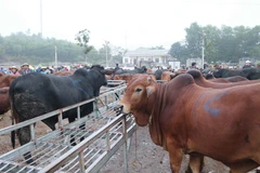 Ngay từ 3 giờ sáng, khi trời còn chưa tỏ, rất nhiều xe tải từ nhiều nơi đổ về chợ Ú để chuẩn bị cho phiên giao dịch cuối cùng của năm. (Ảnh: Nguyễn Oanh/TTXVN)