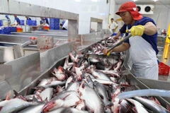 Vận chuyển cá tra nguyên liệu vào nhà máy để chế biến xuất khẩu. (Ảnh: Vũ Sinh/TTXVN)