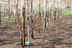 Hệ thống tưới nước tiết kiệm phun mưa cho vườn nho được người dân xã Vĩnh Hải (huyện Ninh Hải, Ninh Thuận) áp dụng trong mùa khô hạn 2020. (Ảnh: Nguyễn Thành/TTXVN)