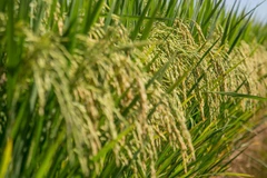 Đại dịch COVID-19 không ảnh hưởng đến tiến trình thu hoạch ở Brazil. (Nguồn: anba.com.br)