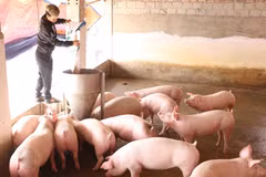 Chăm sóc đàn lợn thịt để cung cấp cho thị trường dịp Tết Canh Tý tại trại của gia đình anh Nguyễn Đình Thành, xã thư Phú, huyện Thường Tín, TP Hà Nội. (Ảnh: Vũ Sinh/TTXVN)