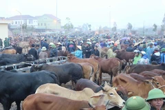Chợ Ú họp một tháng 6 phiên vào các ngày 1, 6, 11,16, 21, 26 Âm lịch. (Ảnh: Nguyễn Oanh/TTXVN)