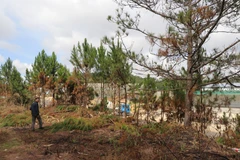 Khu vực rừng thông bị các đối tượng cưa hạ trái phép. (Ảnh: Đặng Tuấn/TTXVN)