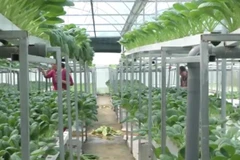 [Video] Lai Châu ủng hộ hàng tấn rau sạch cho khu cách ly ở Hà Nội