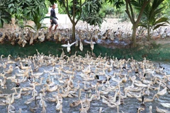 Ảnh minh họa. (Nguồn: TTXVN)