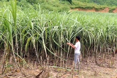 Người dân xã Kháng Nhật (Sơn Dương, Sơn La) chăm sóc mía. (Ảnh: Quang Cường/TTXVN)