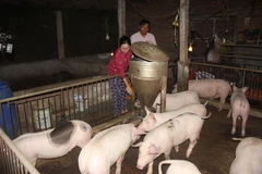 (Ảnh: Tường Quân/TTXVN)