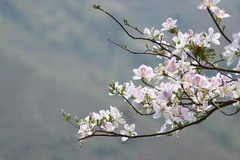 [Video] Tạm dừng tổ chức Lễ hội Hoa lãng mạn nhất núi rừng Tây Bắc