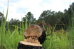 Một cây thông ba lá đã bị cưa hạ tại Đà Lạt. Ảnh minh họa. (Nguồn: Đặng Tuấn/TTXVN)