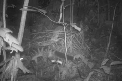 Cầy vằn Bắc dính bẫy ảnh tại thung Mó Chó, Khu bảo tồn thiên nhiên Pù Luông. (Ảnh: TTXVN)