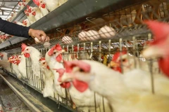 Ảnh minh họa. (Nguồn: AFP/TTXVN)