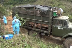  Đồn Biên phòng Chiềng On (Bộ đội Biên phòng tỉnh Sơn La) phối hợp với lực lượng chức năng huyện Yên Châu, tỉnh Sơn La tiến hành tiêu hủy toàn bộ số lợn vận chuyển trái phép từ Lào vào Việt Nam. (Ảnh: TTXVN)