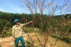 Nắng hạn kéo dài ảnh hưởng nghiêm trọng đến sản xuất và sinh hoạt của người dân Hà Tĩnh. (Ảnh: Hoàng Nga/TTXVN)