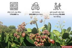 [Infographics] Xuất khẩu điều Việt Nam tiến tới vị trí số 1 thế giới