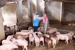 Các nông hộ cần có sự chuẩn bị kỹ lưỡng để tái đàn lợn. (Ảnh: Vũ Sinh/TTXVN)
