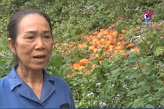 Hà Giang: Cam sành rụng ngập vườn, tiêu tan công sức của nông dân