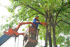 Cắt tỉa cây xanh trong mùa mưa bão. (Ảnh: Minh Đức/TTXVN)
